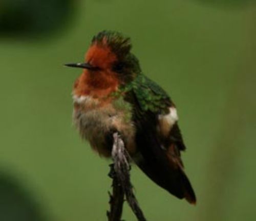 Rufous-crested Coquette, Lophornis delattrei. Amazonia Lodge, Per Photo:Roger Ahlman